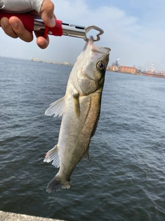 セイゴ（マルスズキ）の釣果