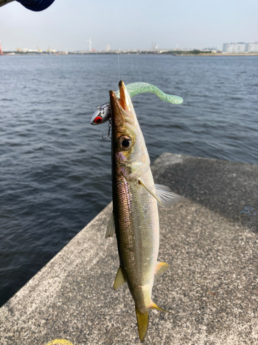 カマスの釣果