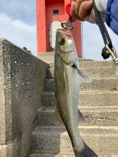 セイゴ（マルスズキ）の釣果