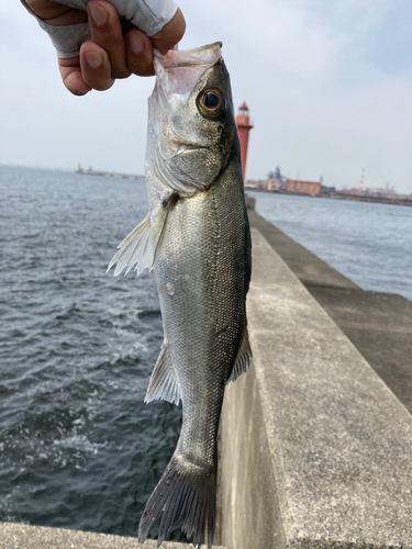 セイゴ（マルスズキ）の釣果