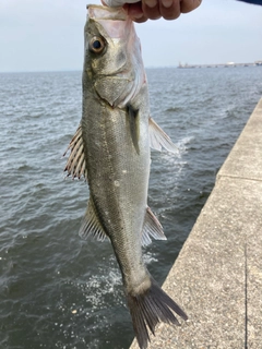 セイゴ（マルスズキ）の釣果