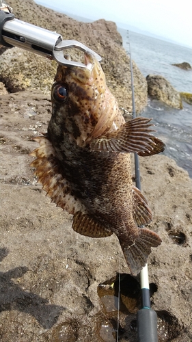 ソイの釣果