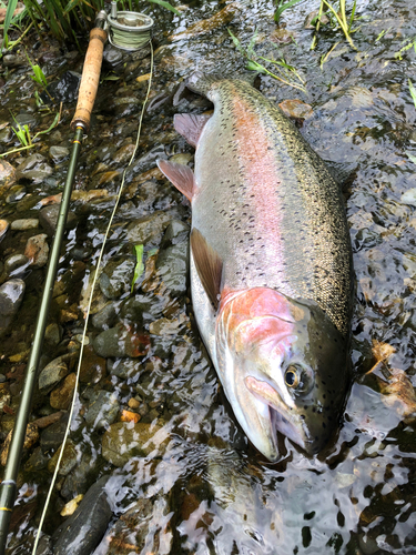 ニジマスの釣果