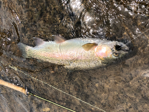 ニジマスの釣果