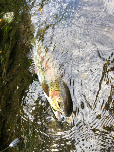 ニジマスの釣果