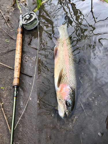 ニジマスの釣果