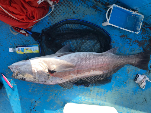 オオニベの釣果