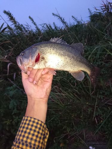 ラージマウスバスの釣果