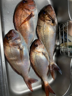 マダイの釣果