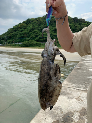 モンゴウイカの釣果