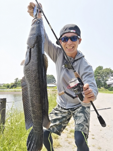 ライギョの釣果