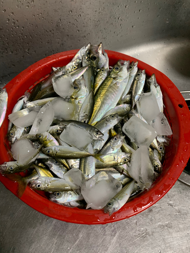 アジの釣果