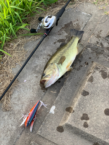 ラージマウスバスの釣果