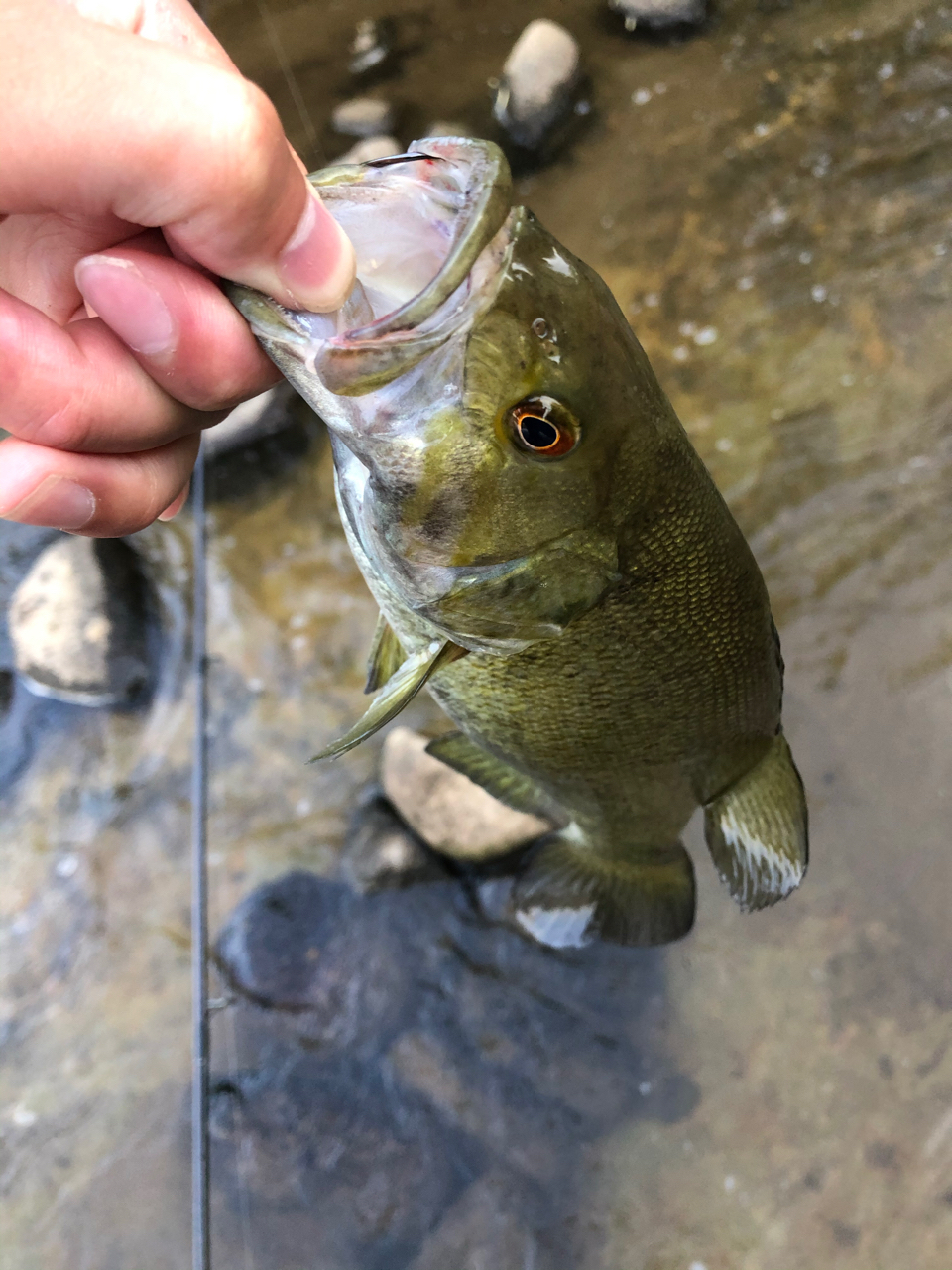 スモールマウスバス