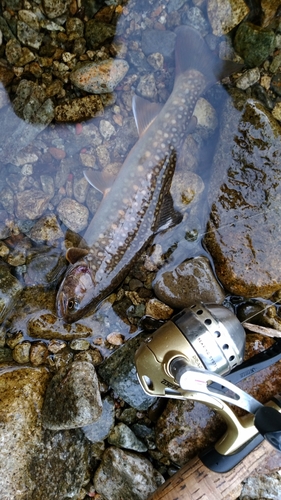 イワナの釣果