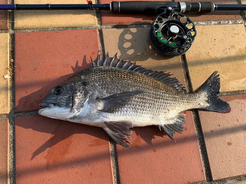 クロダイの釣果