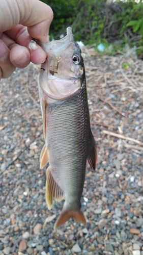 ハスの釣果