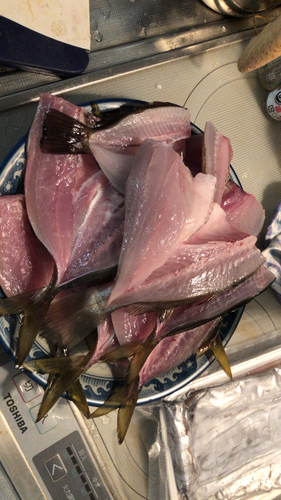 マアジの釣果