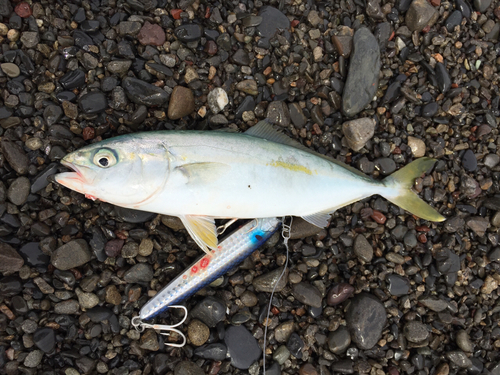 ワカナゴの釣果