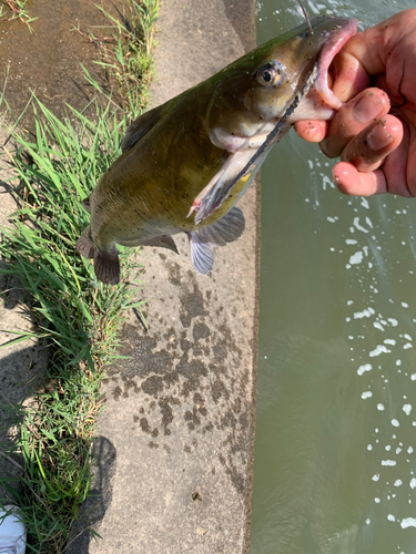 ナマズの釣果