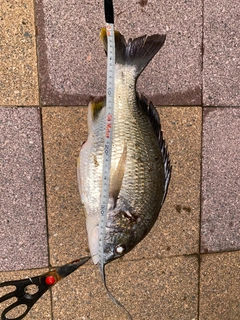 キビレの釣果