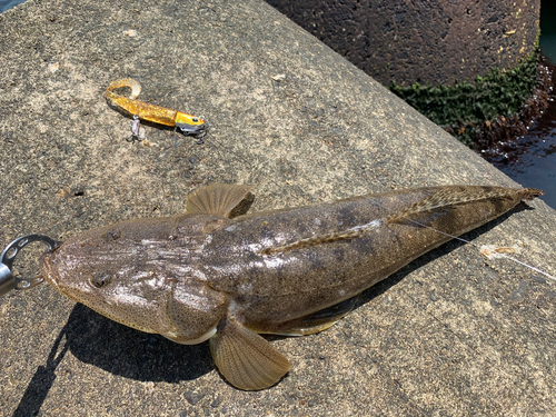 マゴチの釣果