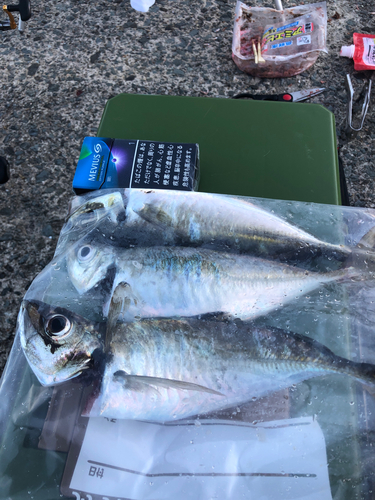 アジの釣果