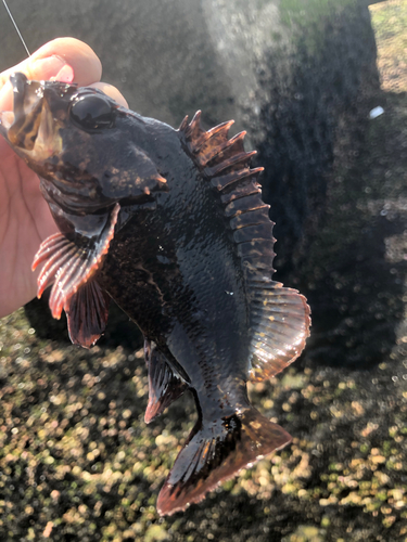 ムラソイの釣果