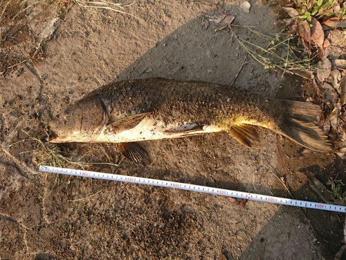 コイの釣果