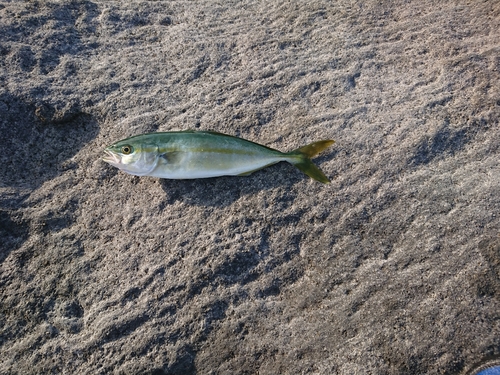 ワカシの釣果