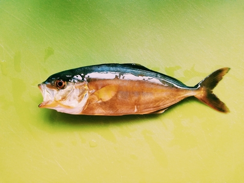 カンパチの釣果