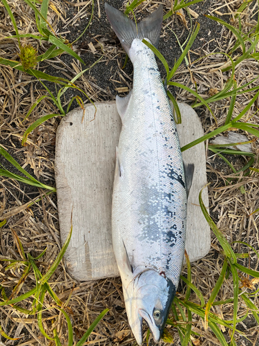 サクラマスの釣果