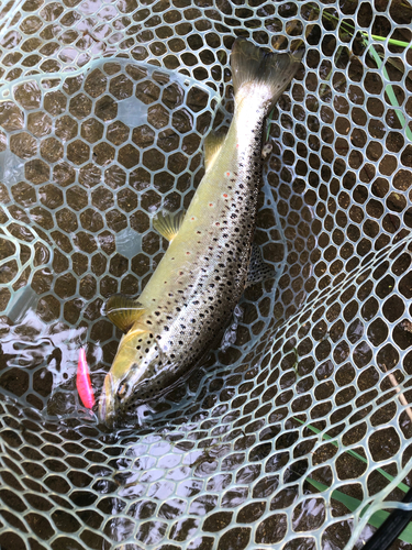 ブラウントラウトの釣果