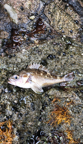 エゾメバルの釣果