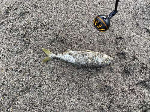 ツバスの釣果