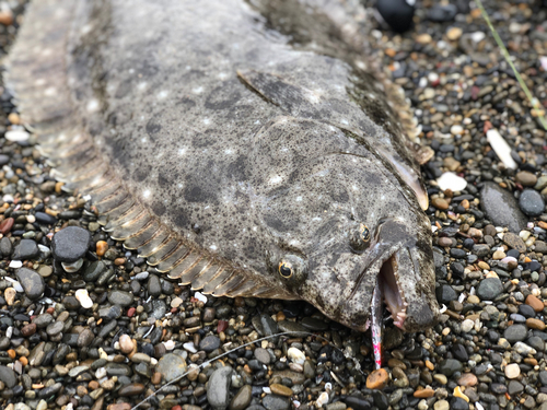 ヒラメの釣果