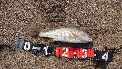 イシモチの釣果