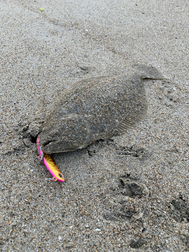 ヒラメの釣果