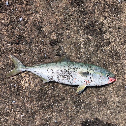 イナダの釣果