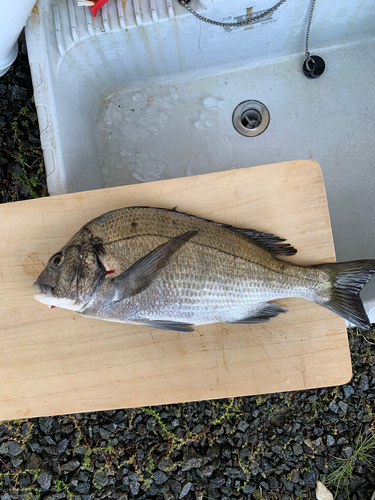 チヌの釣果