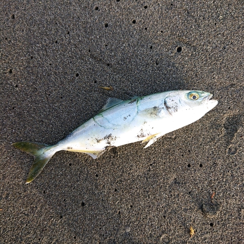 ワカシの釣果