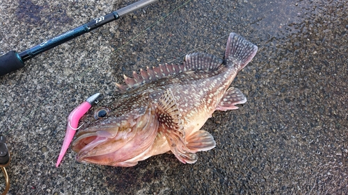 カサゴの釣果