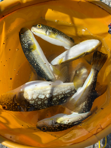 ショウサイフグの釣果