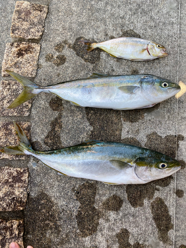 ワカシの釣果