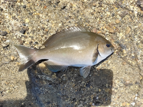 メジナの釣果