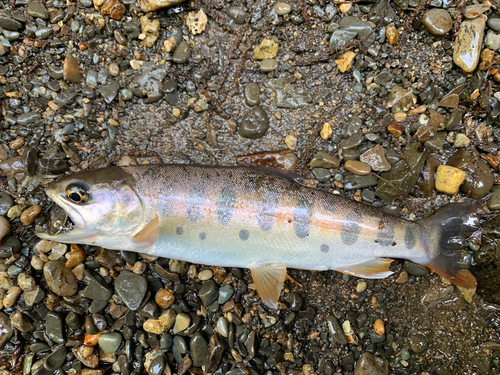 ヤマメの釣果