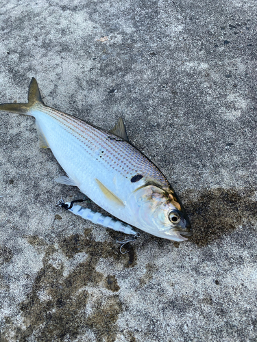 コノシロの釣果