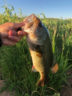 ラージマウスバスの釣果