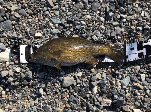 スモールマウスバスの釣果