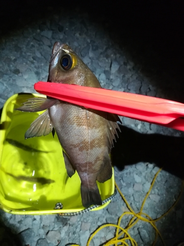 メバルの釣果